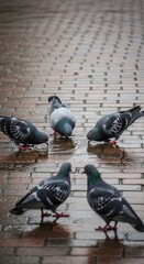 A Gathering of Pigeons on a Wet Brick Pathway After Rainfall Creates a Serene Cityscape