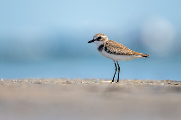 Lesser Sand Plover, Anarhynchus mongolus, Barr Al Hikman, Oman