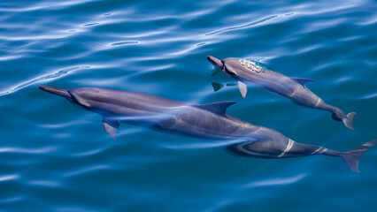 Naklejka premium Spinner Dolphin in Hualien, Taiwan 