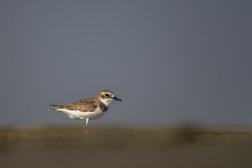 Greater Sand Plover, Charadrius leschenaultii, Barr Al Hikman, Oman