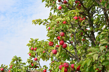 Ripe Red Apples Hanging on an Apple Tree blank space