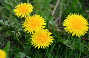 Vibrant Yellow Dandelions Blooming in Green Grass wallpaper