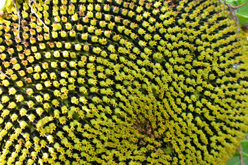Intricate Detail of a Sunflower Seed Head macro
