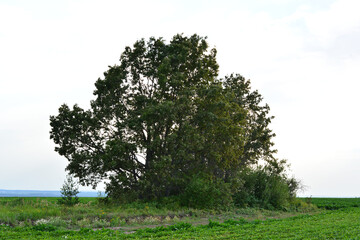 Obraz premium A small grove of trees in a vast green agricultural field under a bright sky