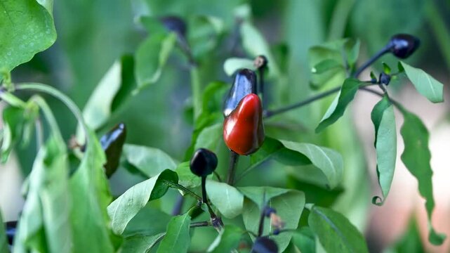 Small hot chili peppers in a pot. Urban gardening and home cultivation of aromatic vegetables.