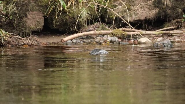 Common Goldeneye (Bucephala clangula)