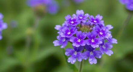 A captivating close-up of vibrant purple verbena flowers in full bloom against a soft green