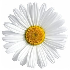 Close-up of a single white daisy with a yellow center, isolated on white