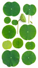 Close-up view of various lotus leaves and bud