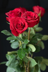 Stunning bouquet of three fresh red roses covered in delicate dewdrops. Isolated on a dark background, this image evokes romance, passion, and natural beauty. Soft green blur adds depth.