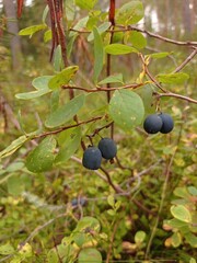 Close up of some bog bilberries in a moorland in September.