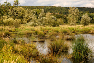 Renaturiertes Rosselfeld - natürliche Sumpflandschaft zwischen Geislautern und Großrosseln bei Völklingen, Saarland