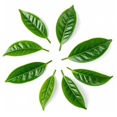 Obraz premium Fresh green tea leaves arranged in a circle, vibrant and healthy