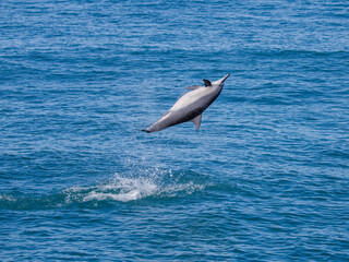 Spinner Dolphin in Hualien, Taiwan
