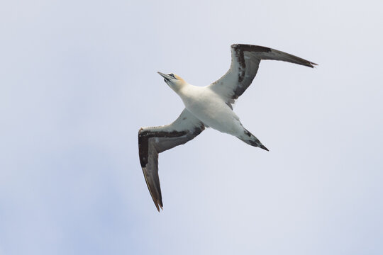 flying gannet