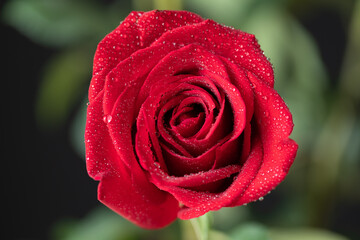 Stunning top-down macro view of a single red rose. Its vibrant petals are covered in fresh dewdrops, set against a dark, blurred green background. A symbol of pure love and passion.