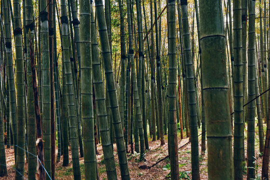 Bamboo forest grove with tall green trunks and dense stalks, sunlight dappled through canopy, mossy floor and natural texture creating a serene nature scene for background and scenery. - Powered by Adobe
