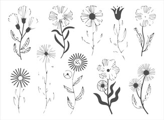 Hand-Drawn Wildflower Botanical Sketch Set: Detailed Line Art Collection of Blossoms, Stems, and Leaves for Natural, Organic, and Rustic Design.