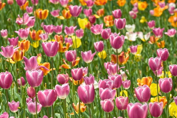 field of colorful tulips in spring