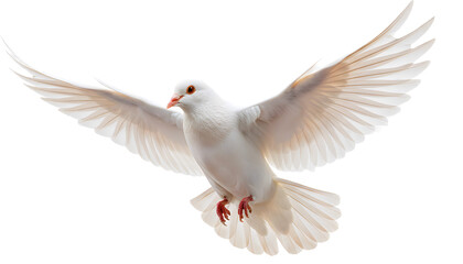 Obraz premium White dove flying with wide spread wings isolated on transparent background