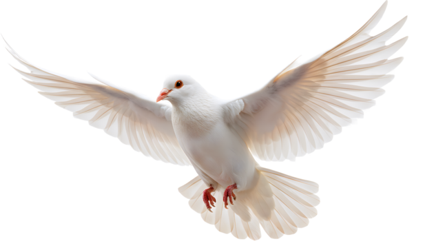 White dove flying with wide spread wings isolated on transparent background