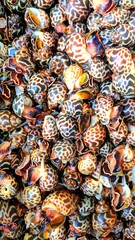 Close-up video of freshly caught tiger clams stacked together, symbolizing local fishing culture and tropical seafood harvest