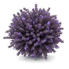 Fluffy bunch of lavender flowers isolated on white background, front view flowers. Herbs and aromatherapy concept, dried flowers. Minimalistic bouquet, gidts and souvenirs. Traveling to Provence