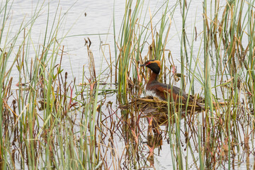 breeding horned grebe (Podiceps auritus)