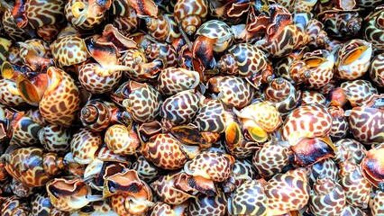 Close-up video of freshly caught tiger clams stacked together, symbolizing local fishing culture and tropical seafood harvest