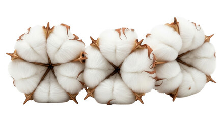 Three cotton balls arranged in a row, soft white fibers with brown dried husks isolated on transparent background png