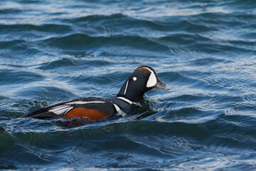 harlequin duck in icleand at a lake Myvatn