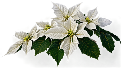White poinsettia flowers with vibrant green leaves located indoors during winter season