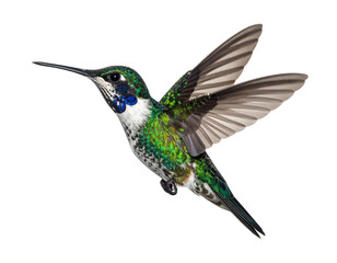Fototapeta premium Vibrant Hummingbird Hovering in Mid-Air Isolated on White Background