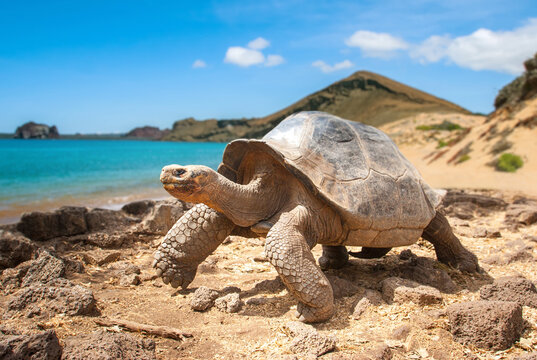 Travel in Ecuador highlights a Gal&aacute;pagos giant tortoise walking along a rocky shore, showcasing wildlife exploration and unique island nature during an adventurous journey.
