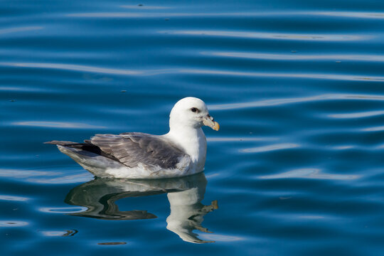 swimming fulmar