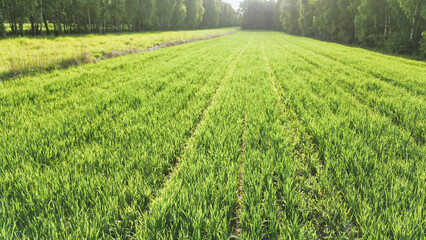 Spring cereal crop growing in rural farmland
