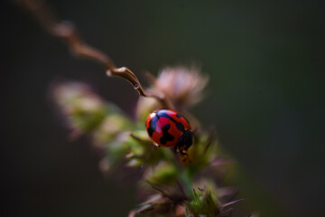 ladybird on a flower