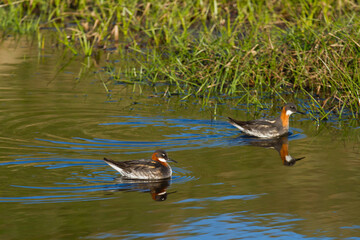 red-necked phalarope in iceland