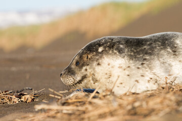 young common seal in iceland © Alexander Erdbeer