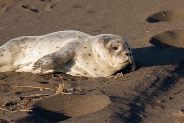 young common seal in iceland © Alexander Erdbeer