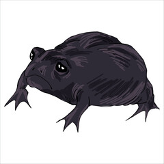 Funny Black rain frog. Breviceps fuscus. Colorful, vector illustration. Picturesque. Unique stylization. Print on sketchbooks, stickers, postcards, cups, clothes, posters. Biologic. For frog lovers.