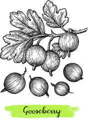 Gooseberries branch and berries ink sketch.