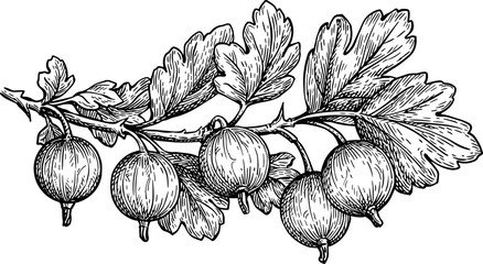 Gooseberries branch. Hand drawn ink sketch.