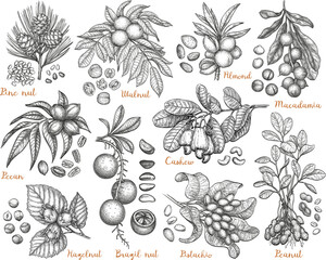 Set of ink-drawn nut illustrations with branches.