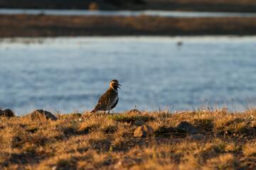 European golden plover at sunset