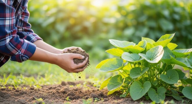 Gardener holding soil in hands near young green vegetable plant
