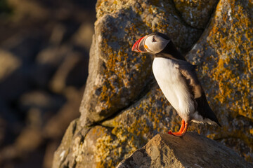 Atlantic puffin on a bird rock in Iceland at midnight