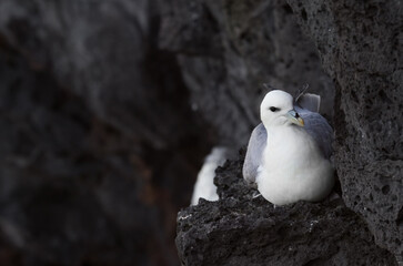 breeding northern fulmar on bird cliff in iceland