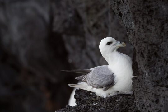 breeding northern fulmar on bird cliff in iceland