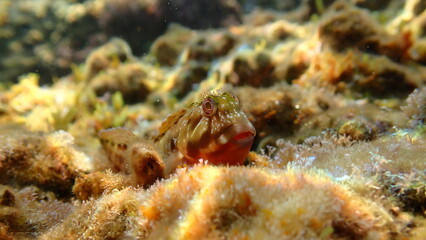 Molly miller blenny (Scartella cristata) undersea, Ligurian Sea, Italy, Imperia
